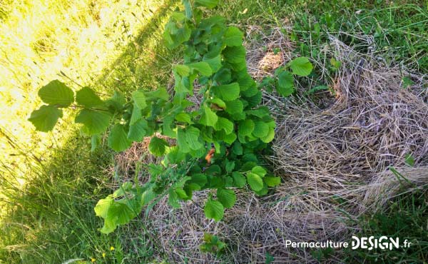 Le foin est un très bon paillage pour un jardin en permaculture et les ballots et autres bottes de foin à vendre sont faciles à trouver à prix raisonnable.