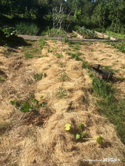 Le foin est un très bon paillage pour un jardin en permaculture et les ballots et autres bottes de foin à vendre sont faciles à trouver à prix raisonnable.