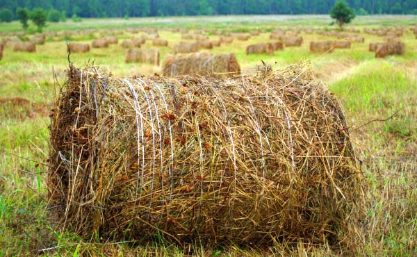 Le foin est un très bon paillage pour un jardin en permaculture et les ballots et autres bottes de foin à vendre sont faciles à trouver à prix raisonnable.