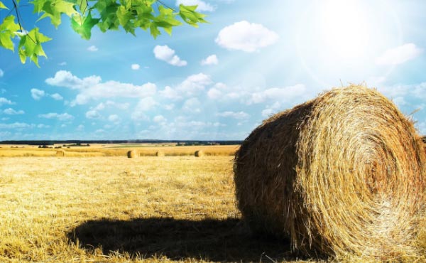 Le foin est un très bon paillage pour un jardin en permaculture et les ballots et autres bottes de foin à vendre sont faciles à trouver à prix raisonnable.