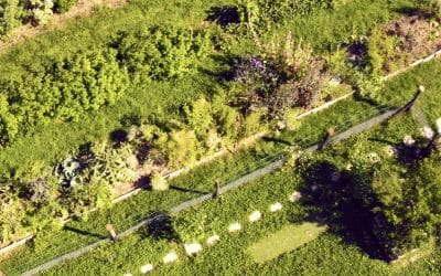 Tout savoir sur les haies : vive, champêtre, libre, bocagère…