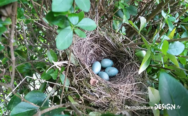 En permaculture, la haie qu’elle soit vive, champêtre, bocagère ou autre est considérée comme un écosystème à part entière nécessaire à la biodiversité.