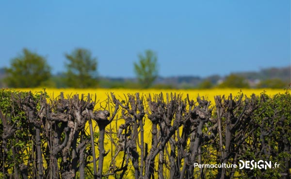 En permaculture, la haie qu’elle soit vive, champêtre, bocagère ou autre est considérée comme un écosystème à part entière nécessaire à la biodiversité.