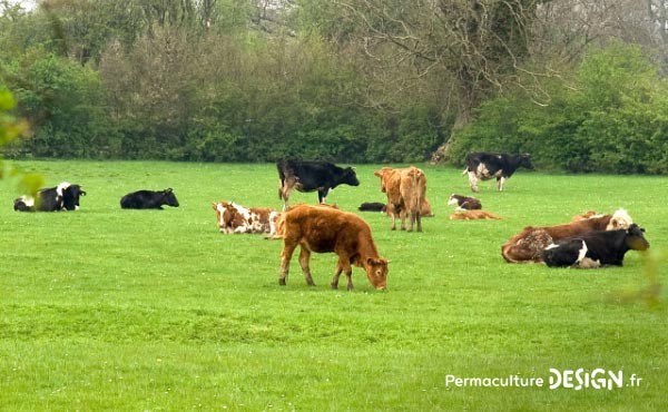 En permaculture, la haie qu’elle soit vive, champêtre, bocagère ou autre est considérée comme un écosystème à part entière nécessaire à la biodiversité.