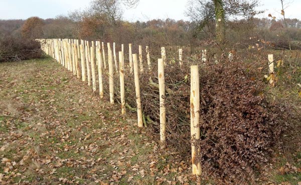 En permaculture, la haie qu’elle soit vive, champêtre, bocagère ou autre est considérée comme un écosystème à part entière nécessaire à la biodiversité.