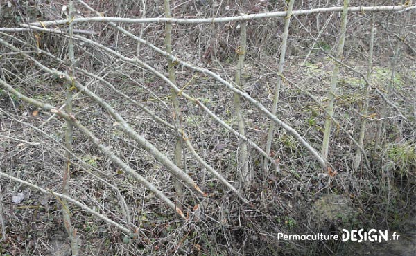 En permaculture, la haie qu’elle soit vive, champêtre, bocagère ou autre est considérée comme un écosystème à part entière nécessaire à la biodiversité.