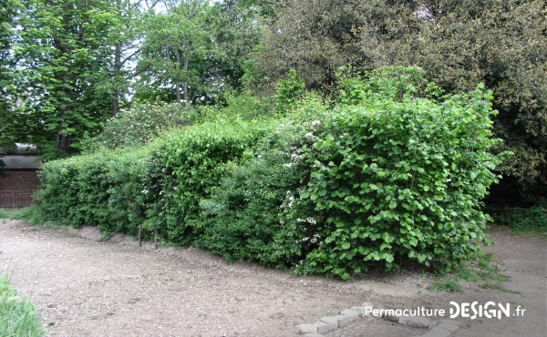 En permaculture, la haie qu’elle soit vive, champêtre, bocagère ou autre est considérée comme un écosystème à part entière nécessaire à la biodiversité.