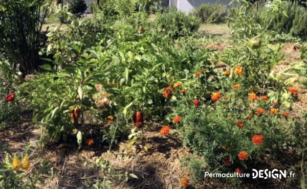 Vidéo sur l’aménagement d’un jardin en permaculture, un jardin à la fois anti-crise, partage et santé !