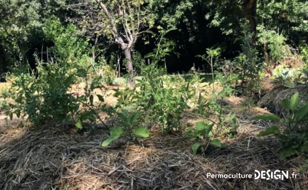 Vidéo sur l’aménagement d’un jardin en permaculture, un jardin à la fois anti-crise, partage et santé !