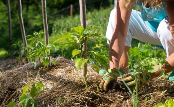 Quand on parle de paillage au jardin ou encore de paillis ou de mulch, difficile d’y voir clair. Pour vous aider voici un guide complet sur les paillages au jardin pour bien les choisir !