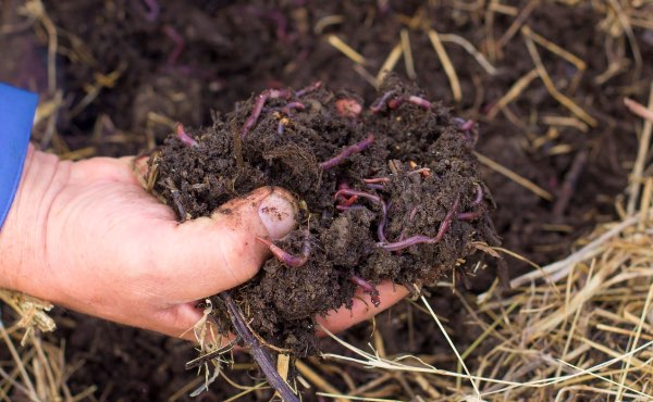 Quand on parle de paillage au jardin ou encore de paillis ou de mulch, difficile d’y voir clair. Pour vous aider voici un guide complet sur les paillages au jardin pour bien les choisir !