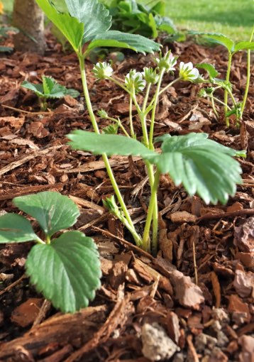 Quand on parle de paillage au jardin ou encore de paillis ou de mulch, difficile d’y voir clair. Pour vous aider voici un guide complet sur les paillages au jardin pour bien les choisir !