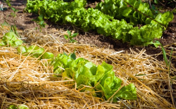 Quand on parle de paillage au jardin ou encore de paillis ou de mulch, difficile d’y voir clair. Pour vous aider voici un guide complet sur les paillages au jardin pour bien les choisir !