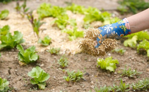 Quand on parle de paillage au jardin ou encore de paillis ou de mulch, difficile d’y voir clair. Pour vous aider voici un guide complet sur les paillages au jardin pour bien les choisir !