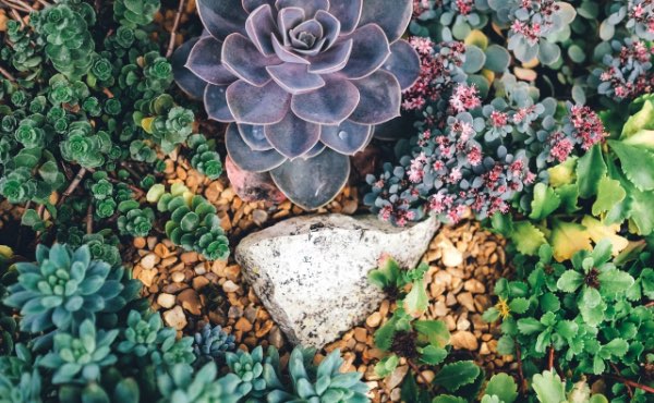 Quand on parle de paillage au jardin ou encore de paillis ou de mulch, difficile d’y voir clair. Pour vous aider voici un guide complet sur les paillages au jardin pour bien les choisir !