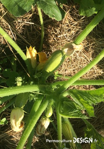 Quand on parle de paillage au jardin ou encore de paillis ou de mulch, difficile d’y voir clair. Pour vous aider voici un guide complet sur les paillages au jardin pour bien les choisir !