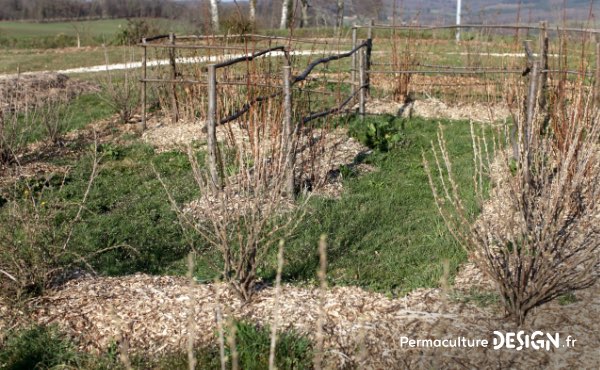 Quand on parle de paillage au jardin ou encore de paillis ou de mulch, difficile d’y voir clair. Pour vous aider voici un guide complet sur les paillages au jardin pour bien les choisir !