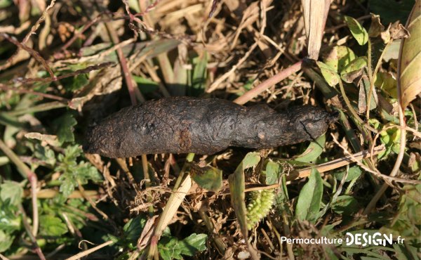 Crotte De Herisson Et Empreintes Les Indices De Sa Presence Au Jardin