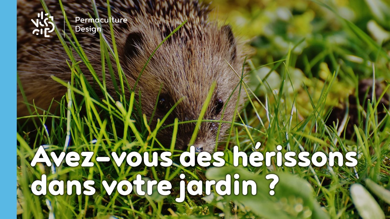 a quoi ressemble des crottes de souris