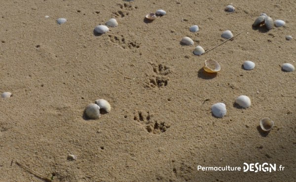 Apprenez à reconnaitre une crotte de hérisson, des empreintes de hérisson et autres indices pour confirmer sa présence dans votre jardin en permaculture.