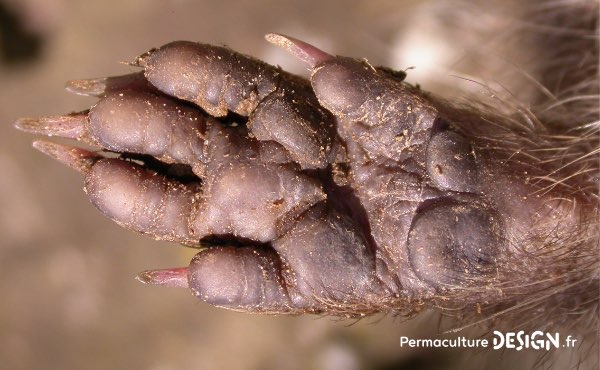 Apprenez à reconnaitre une crotte de hérisson, des empreintes de hérisson et autres indices pour confirmer sa présence dans votre jardin en permaculture.