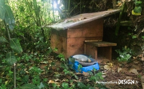 Apprenez à reconnaitre une crotte de hérisson, des empreintes de hérisson et autres indices pour confirmer sa présence dans votre jardin en permaculture.