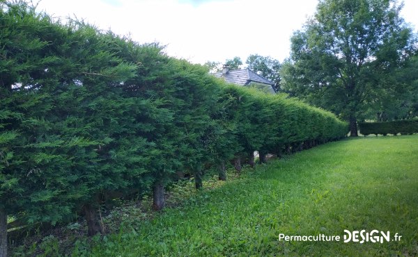 Planter une haie de jardin qui soit aussi une haie brise vue vous abritant des regards indiscrets peut se faire selon les principes de permaculture afin de créer une haie végétale brise vue efficace et biodiversifiée.