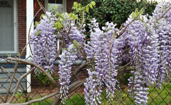 Planter une haie de jardin qui soit aussi une haie brise vue vous abritant des regards indiscrets peut se faire selon les principes de permaculture afin de créer une haie végétale brise vue efficace et biodiversifiée.