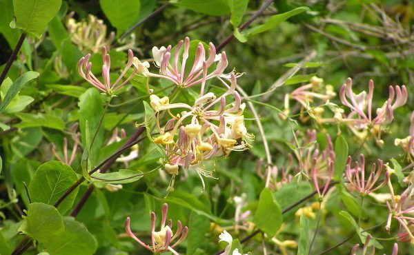 Planter une haie de jardin qui soit aussi une haie brise vue vous abritant des regards indiscrets peut se faire selon les principes de permaculture afin de créer une haie végétale brise vue efficace et biodiversifiée.