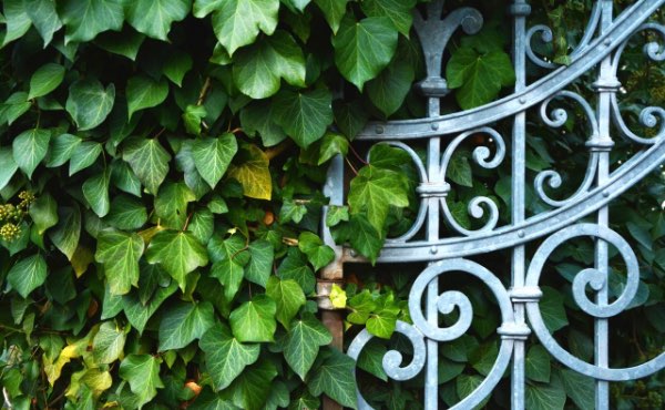 Planter une haie de jardin qui soit aussi une haie brise vue vous abritant des regards indiscrets peut se faire selon les principes de permaculture afin de créer une haie végétale brise vue efficace et biodiversifiée.