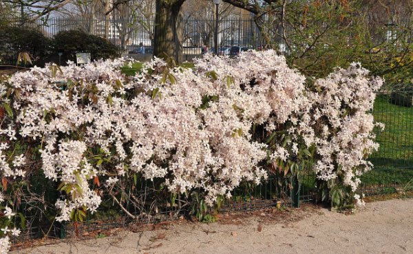 Planter une haie de jardin qui soit aussi une haie brise vue vous abritant des regards indiscrets peut se faire selon les principes de permaculture afin de créer une haie végétale brise vue efficace et biodiversifiée.