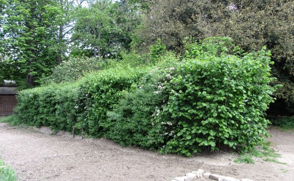 Planter une haie de jardin qui soit aussi une haie brise vue vous abritant des regards indiscrets peut se faire selon les principes de permaculture afin de créer une haie végétale brise vue efficace et biodiversifiée.