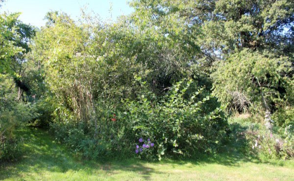 Planter une haie de jardin qui soit aussi une haie brise vue vous abritant des regards indiscrets peut se faire selon les principes de permaculture afin de créer une haie végétale brise vue efficace et biodiversifiée.