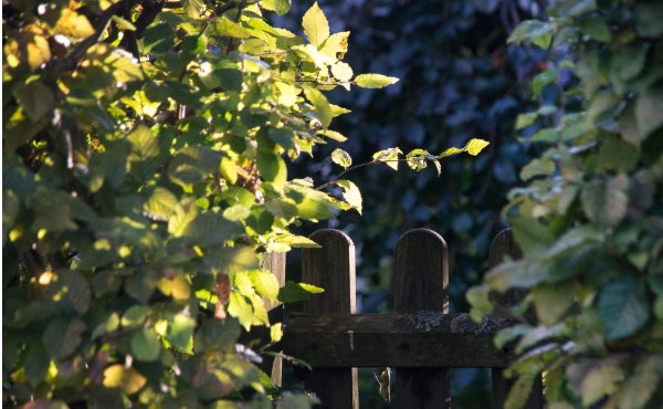 Planter une haie de jardin qui soit aussi une haie brise vue vous abritant des regards indiscrets peut se faire selon les principes de permaculture afin de créer une haie végétale brise vue efficace et biodiversifiée.