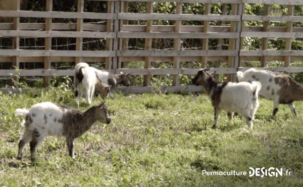 Découvrez le projet de micro ferme en permaculture de Sophie et Yoann, une microferme vivrière où l’éducation des enfants au fonctionnement de la nature joue un rôle central.