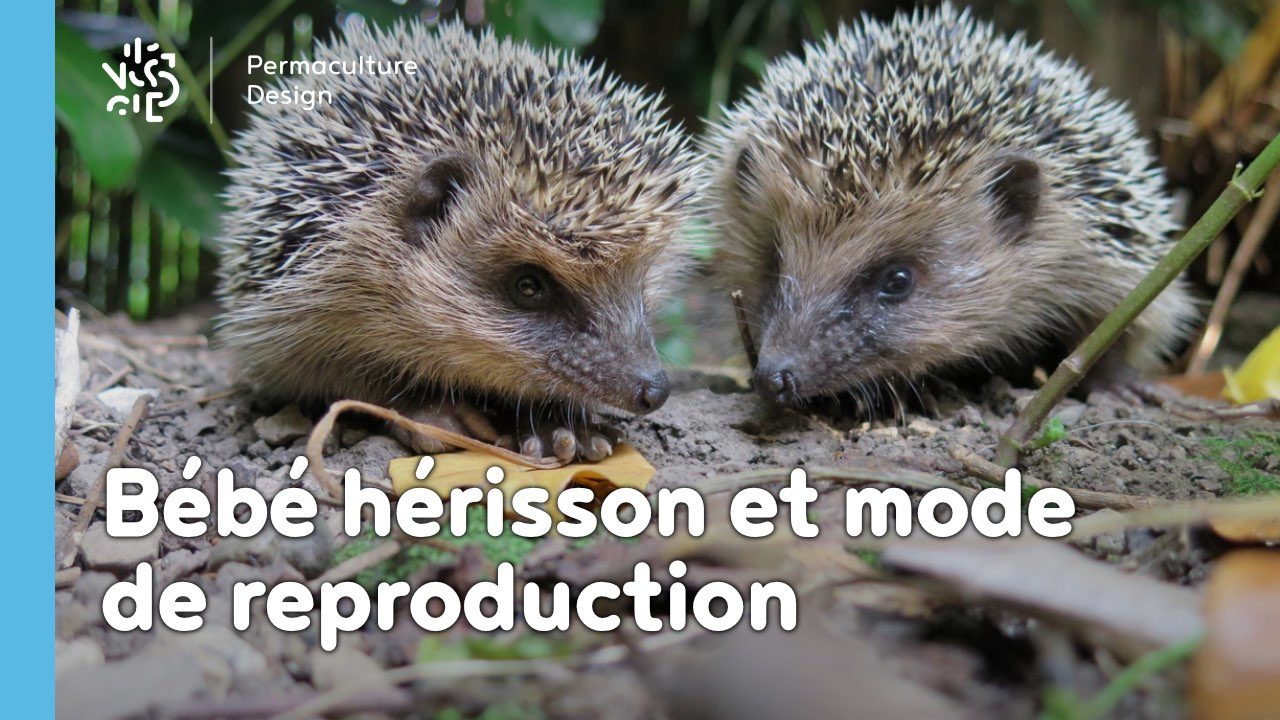 Bébé hérisson et mode de reproduction