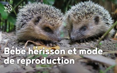 Bébé hérisson et mode de reproduction
