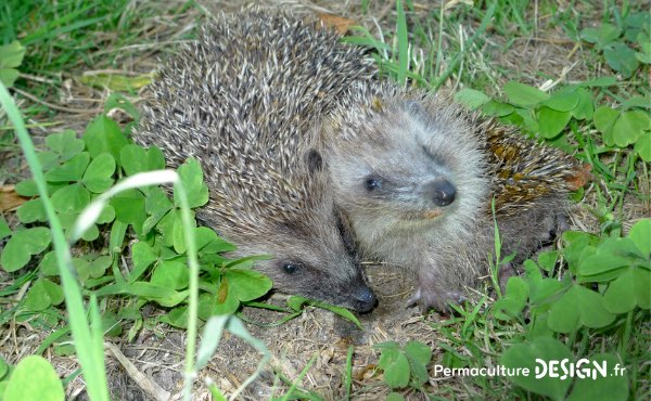 Du bébé hérisson à l’animal adulte, découvrez les habitudes et mode de reproduction de ces petits mammifères exceptionnels