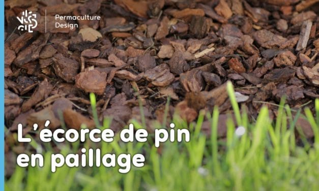 Les écorces de pin en paillage