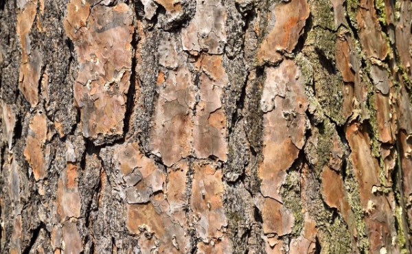 L’écorce de bois et plus particulièrement l’écorce de pin est un paillage très répandu pouvant avoir son utilité au jardin en permaculture.