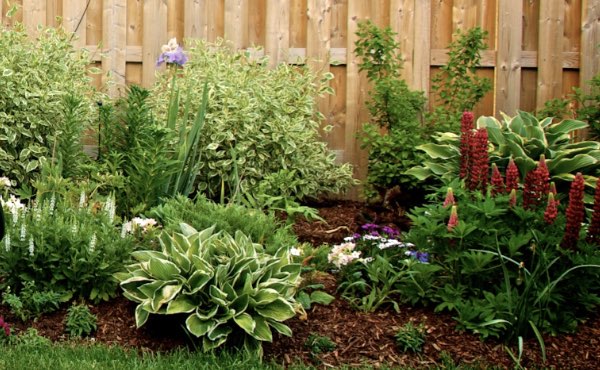 L’écorce de bois et plus particulièrement l’écorce de pin est un paillage très répandu pouvant avoir son utilité au jardin en permaculture.