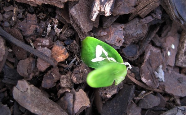 L’écorce de bois et plus particulièrement l’écorce de pin est un paillage très répandu pouvant avoir son utilité au jardin en permaculture.