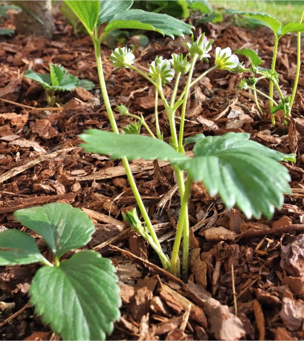 L’écorce de bois et plus particulièrement l’écorce de pin est un paillage très répandu pouvant avoir son utilité au jardin en permaculture.