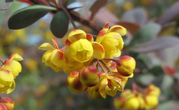 Découvrez comment composer une haie fleurie pour des floraisons toute l’année, avec des exemples d’arbustes de haie fleurie persistants et caducs, selon vos besoins et envies !