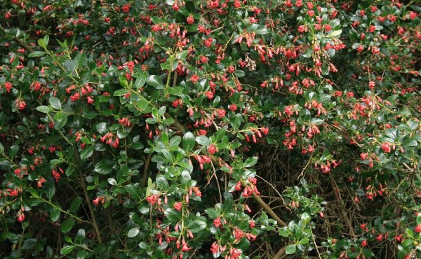 Découvrez comment composer une haie fleurie pour des floraisons toute l’année, avec des exemples d’arbustes de haie fleurie persistants et caducs, selon vos besoins et envies !