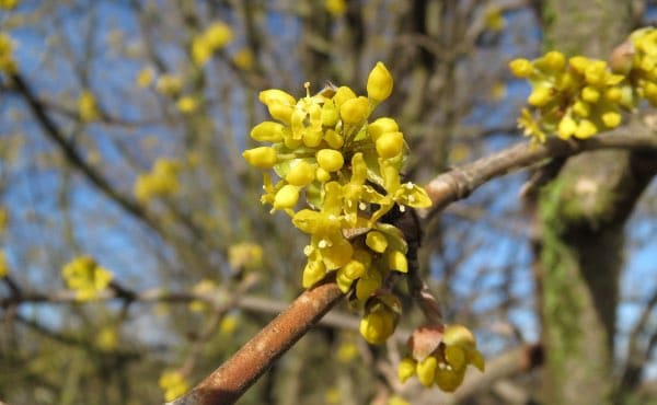 Découvrez comment composer une haie fleurie pour des floraisons toute l’année, avec des exemples d’arbustes de haie fleurie persistants et caducs, selon vos besoins et envies !