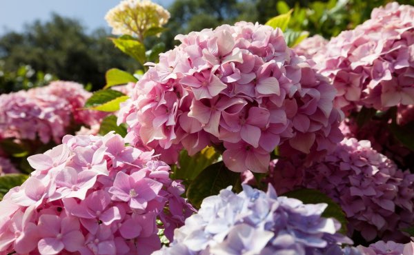 Découvrez comment composer une haie fleurie pour des floraisons toute l’année, avec des exemples d’arbustes de haie fleurie persistants et caducs, selon vos besoins et envies !