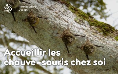 Installer un nichoir pour accueillir les chauve-souris
