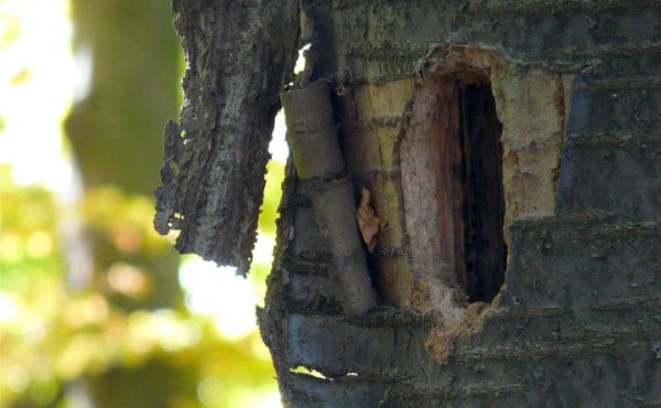 Pour avoir des chauve-souris à la maison, suivez les conseils de Sébastien Lazzaroni, passionné de biodiversité et faune sauvage, pour installer des nichoirs et autres abris à chauve-souris !