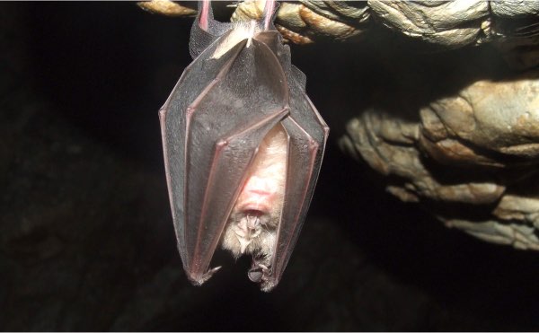 Pour avoir des chauve-souris à la maison, suivez les conseils de Sébastien Lazzaroni, passionné de biodiversité et faune sauvage, pour installer des nichoirs et autres abris à chauve-souris !